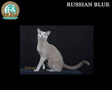 俄羅斯青灰貓/俄羅斯藍貓