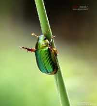 紅腳綠金龜子 紅腳綠金龜子