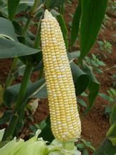 瀘玉糯一號 瀘玉糯一號