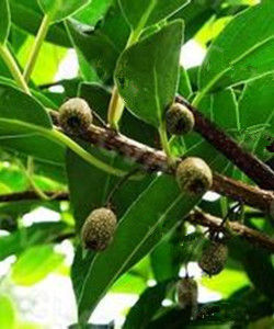 革葉獼猴桃 革葉獼猴桃