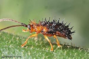 短刺鐵甲蟲 短刺鐵甲蟲