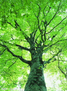 《我願意是樹》 《我願意是樹》