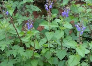 草地黃芩 草地黃芩