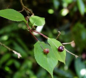 青莢葉屬 青莢葉屬
