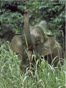 婆羅洲象