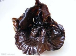 木耳提取物 木耳提取物