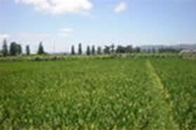 巴圖營鄉 巴圖營鄉