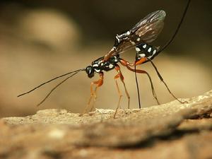 蝙蛾角突姬蜂 蝙蛾角突姬蜂