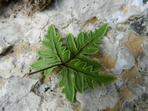 裂葉粉背蕨(變種)
