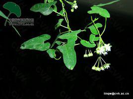 白首烏[蘿藦科鵝絨藤屬植物]