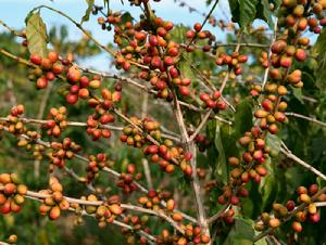 保山小粒咖啡 保山小粒咖啡