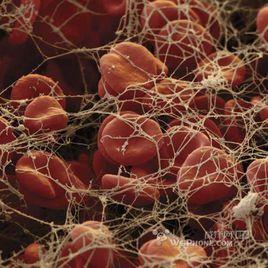 止血凝膠 止血凝膠