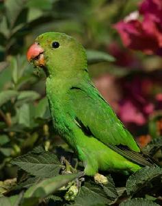 衣索比亞愛情鳥 衣索比亞愛情鳥