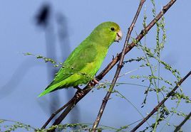 綠腰鸚哥 綠腰鸚哥