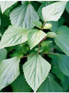 澤蘭[澤蘭屬植物]