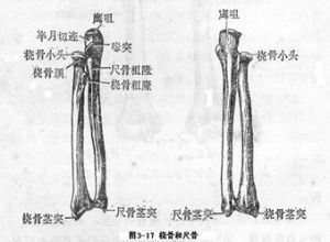 橈骨和尺骨