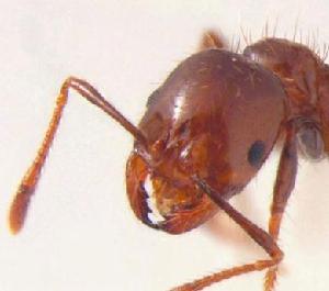 （圖）火蟻屬