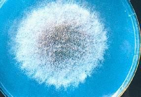 灰藍毛霉 灰藍毛霉