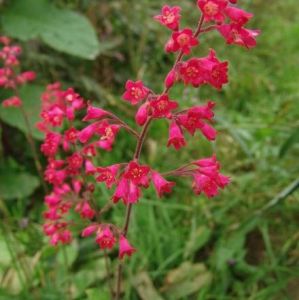 美洲礬根 美洲礬根