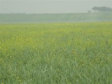 張北草原的油菜花