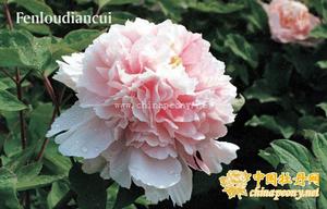 粉樓點翠 粉樓點翠