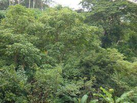 他郎寨村 他郎寨村