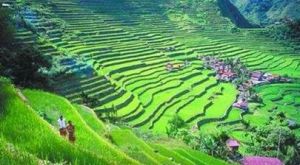 巴納韋水稻梯田 巴納韋水稻梯田