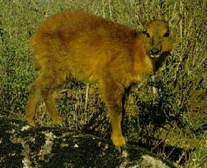 赤斑羚