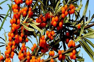 中華沙棘 中華沙棘