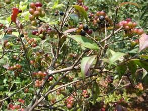 少毛毛萼越桔 少毛毛萼越桔