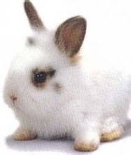 侏儒兔