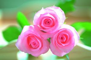 （圖）聖誕玫瑰