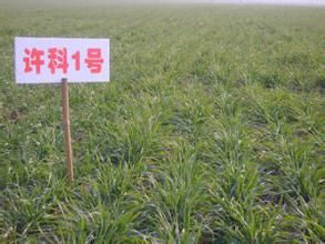 許科1號 許科1號