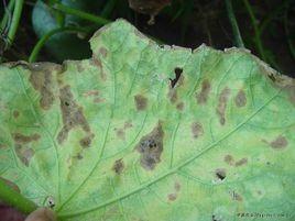 冬瓜褐斑病 冬瓜褐斑病