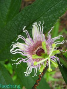 長葉西番蓮 長葉西番蓮