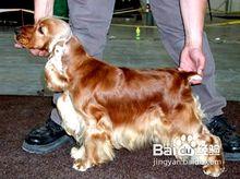 可卡獵鷸犬的梳理