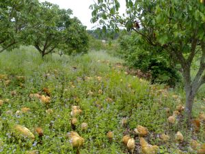 湖西農場生態養殖園 湖西農場生態養殖園