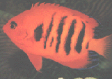 燭光魚