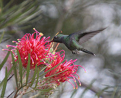 粉喉輝蜂鳥 粉喉輝蜂鳥