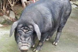 江口蘿蔔豬 江口蘿蔔豬