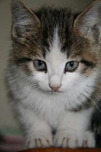 阿比西尼亞藍貓