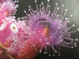 海底奇光 海底奇光