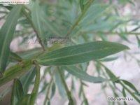 狗娃花屬 狗娃花屬