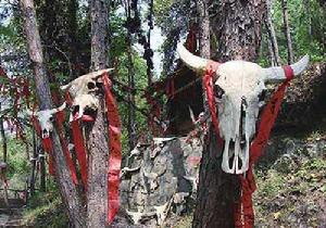 掛在樹上的牛頭和吉祥符