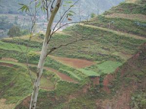 段家坡村-村民的農田
