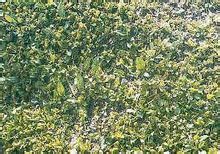 長白柳組 長白柳組