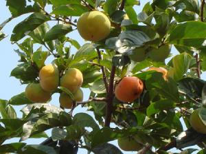 黃官營村[雲南省玉溪市玉帶路街道辦事處下轄村]