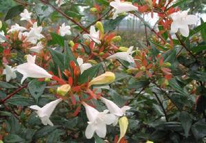 六道木屬 六道木屬