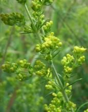 蓬子菜系 蓬子菜系