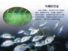 魚類洄游 魚類洄游